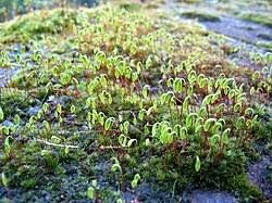 Attēlu rezultāti vaicājumam “Bryales”