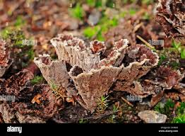 Attēlu rezultāti vaicājumam “Thelephora terrestris”