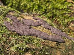 Attēlu rezultāti vaicājumam “Hypoxylon vogesiacum”