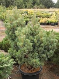 Attēlu rezultāti vaicājumam “Pinus sylvestris”