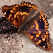 Attēlu rezultāti vaicājumam “Apatura ilia”