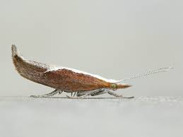Attēlu rezultāti vaicājumam “Ypsolopha dentella”