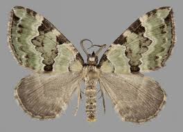 Attēlu rezultāti vaicājumam “Colostygia pectinataria”