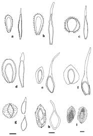 Attēlu rezultāti vaicājumam “Ochropsora ariae spores”