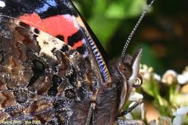 Attēlu rezultāti vaicājumam “Vanessa atalanta upperside”