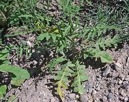 Attēlu rezultāti vaicājumam “Sisymbrium altissimum”