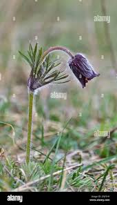 Attēlu rezultāti vaicājumam “Pulsatilla pratensis fruit”