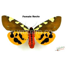 Attēlu rezultāti vaicājumam “Cerastis leucographa”