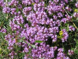 Image result for Thymus serpyllum
