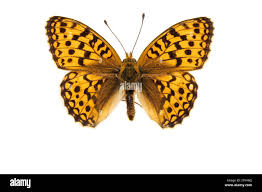 Attēlu rezultāti vaicājumam “Argynnis niobe”