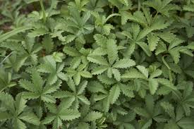 Attēlu rezultāti vaicājumam “Potentilla reptans leaf”