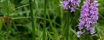 Attēlu rezultāti vaicājumam “Dactylorhiza fuchsii bud”