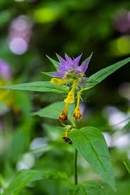 Attēlu rezultāti vaicājumam “Melampyrum nemorosum flower”