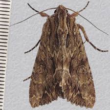 Attēlu rezultāti vaicājumam “Apamea monoglypha”