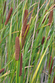 Attēlu rezultāti vaicājumam “Typhaceae”