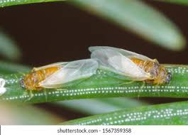 Attēlu rezultāti vaicājumam “Sacchiphantes abietis”