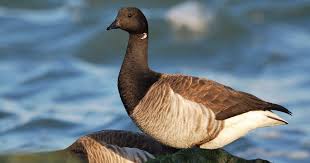 Attēlu rezultāti vaicājumam “Branta bernicla adult”