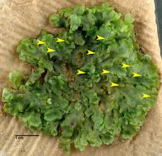 Attēlu rezultāti vaicājumam “Pellia”