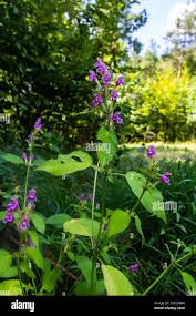 Attēlu rezultāti vaicājumam “Galeopsis tetrahit”