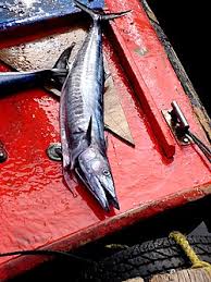 Image result for Acanthocybium solandri