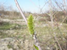 Attēlu rezultāti vaicājumam “Salix daphnoides subsp. acutifolia bud”