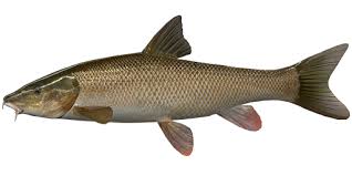 Image result for Barbus barbus