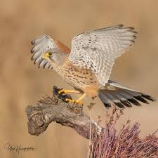 Attēlu rezultāti vaicājumam “Falco tinnunculus adult”