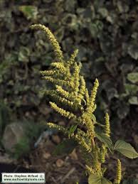 Attēlu rezultāti vaicājumam “Amaranthus retroflexus flower”