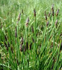 Attēlu rezultāti vaicājumam “Eleocharis uniglumis”