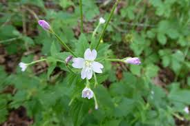 Attēlu rezultāti vaicājumam “Epilobium montanum”