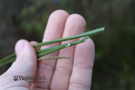 Attēlu rezultāti vaicājumam “Juncus inflexus bud”