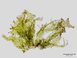 Attēlu rezultāti vaicājumam “Moerckia hibernica”