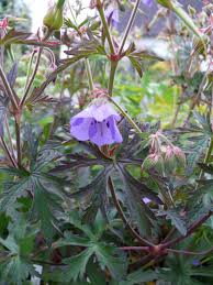 Image result for Geranium `Purple Haze`