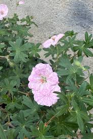 Attēlu rezultāti vaicājumam “Geranium sanguineum flower”
