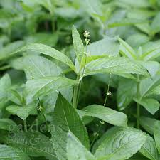 Attēlu rezultāti vaicājumam “Mercurialis perennis bud”