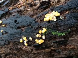 Attēlu rezultāti vaicājumam “Sphaerobolus stellatus”