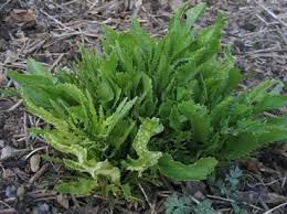 Attēlu rezultāti vaicājumam “Armoracia rusticana leaf”