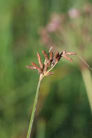 Attēlu rezultāti vaicājumam “Schoenoplectus lacustris subsp. lacustris”