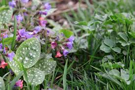 Attēlu rezultāti vaicājumam “Pulmonaria obscura leaf”