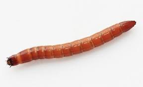 Attēlu rezultāti vaicājumam “Meloe sp. larva”