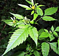 Attēlu rezultāti vaicājumam “Bidens frondosa fruit”