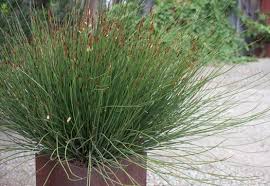 Attēlu rezultāti vaicājumam “Enteridium corticatum”