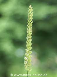 Attēlu rezultāti vaicājumam “Cynosurus cristatus fruit”