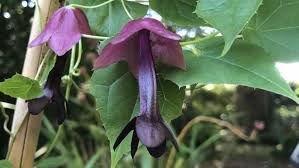 Image result for Rhodochiton atrosanguineum