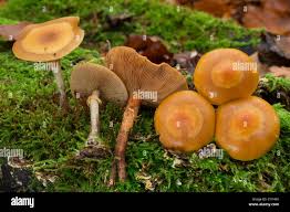 Attēlu rezultāti vaicājumam “Galerina marginata”