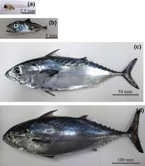 Image result for Euthynnus affinis