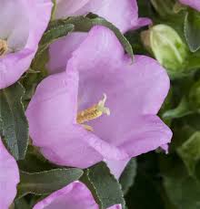 Image result for Marienglockenblumen