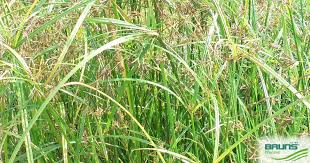 Attēlu rezultāti vaicājumam “Carex pseudocyperus fruit”