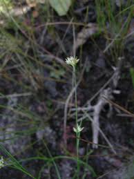 Attēlu rezultāti vaicājumam “Rhynchospora alba flower”