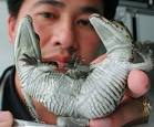 Weird Animals with Two Heads